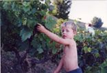 Alexandre in vines