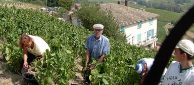 Franck Lathuilière travaille la vigne