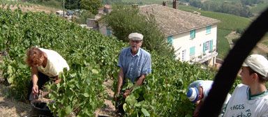 Franck Lathuilière is working in vine